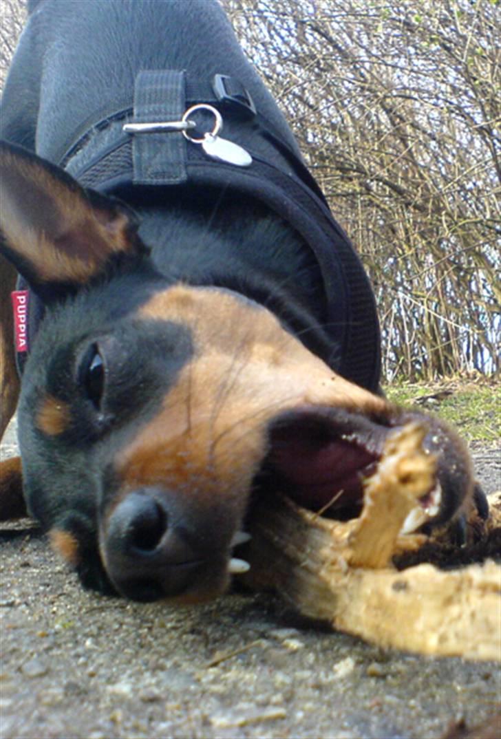 Påskebilleder - Bare sååå godt.. billede 11