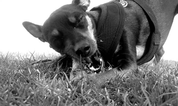 Påskebilleder billede 12