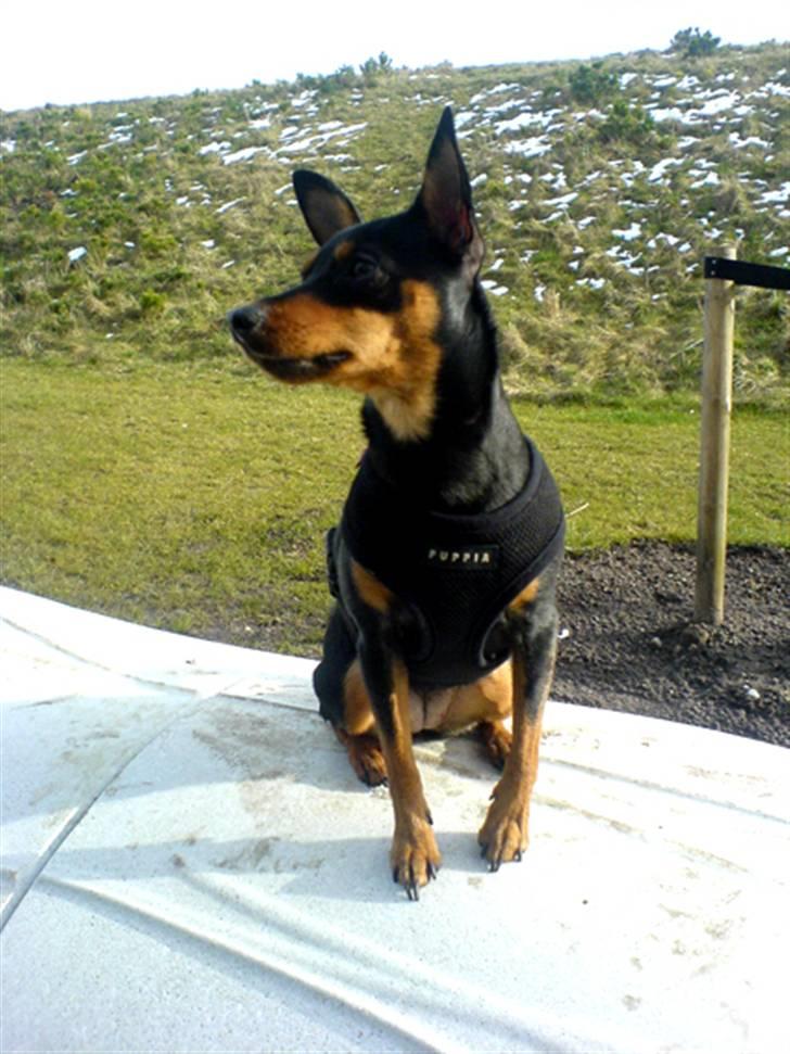 Påskebilleder - Så sidder jeg lige her og skal gribe guffer... billede 13