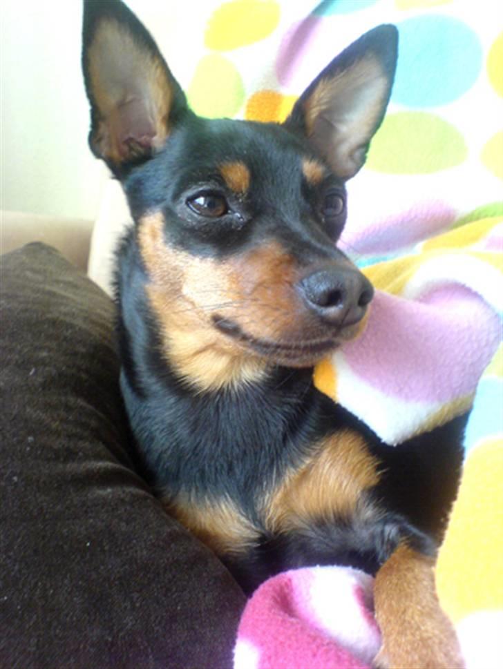 Påskebilleder - Hygger i sofaen... billede 1