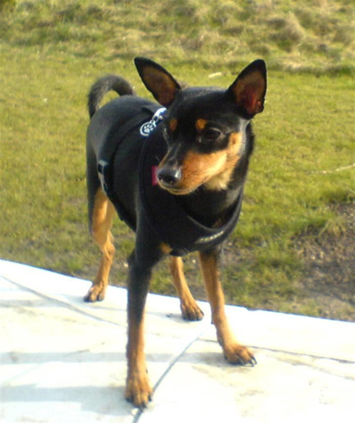 Påskebilleder - Mon der kommer flere.. billede 14