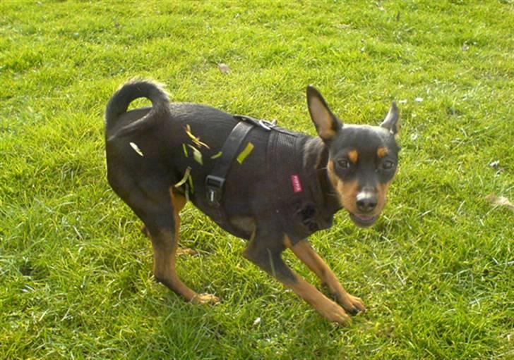 Påskebilleder - Se lige mig... jeg er så vigtig når jeg skratter bagud.. så græsset flyver rundt tsk tsk billede 15