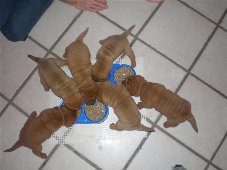 Shar Pei hvalpe - Så er der gang i madskålene...... billede 19