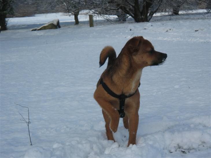 Fenris i sne! - Smukke Fenris... billede 0