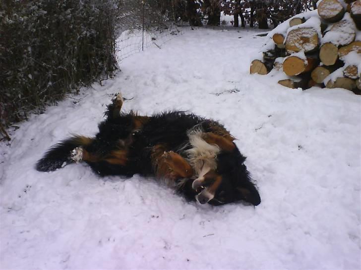 Nye billeder (Påske og vinter) - SNEEEEEEEEEEEEEEEEEEEEEE 
Jubiiiiiiiiiiiii endelig sne, dejlige sne billede 1