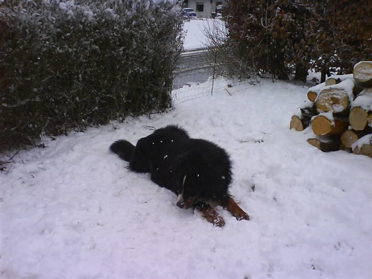 Nye billeder (Påske og vinter) - Ok jeg er ikke 2 år mere suk billede 2