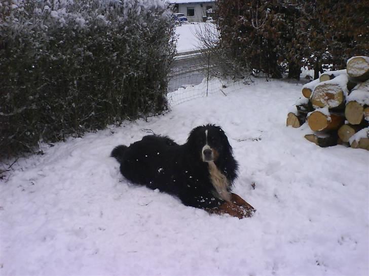 Nye billeder (Påske og vinter) - Åhhhhh dejligt at få maven afkølet billede 3