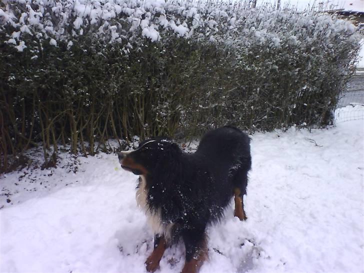 Nye billeder (Påske og vinter) - Sne min sne billede 5