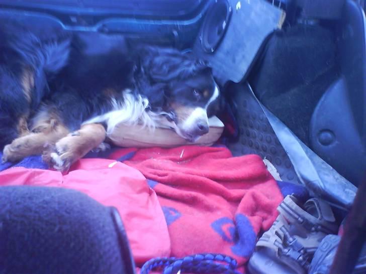 Nye billeder (Påske og vinter) - NU er jeg træt, dejligt med en pude i bilen :-) billede 6