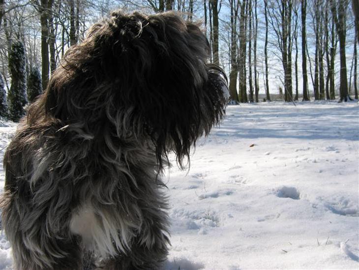 {{currentPhoto.altText}} billede {{currentPhoto.number}}