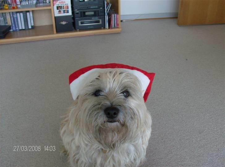 Forskellige sjove billeder - Min lille nisse hund. billede 6
