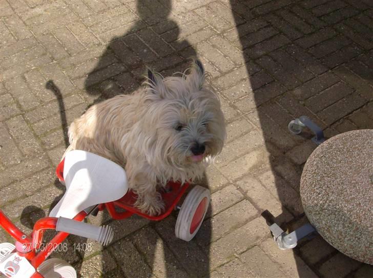 Forskellige sjove billeder - Wee! Lad os så komme afsted på cykel tur! billede 10