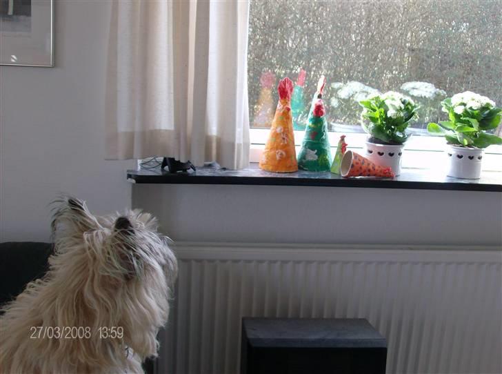 Forskellige sjove billeder - Hvad er der dog der ude? billede 15