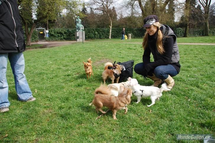 Hans Tavsens park den 12/4-08 billede 1