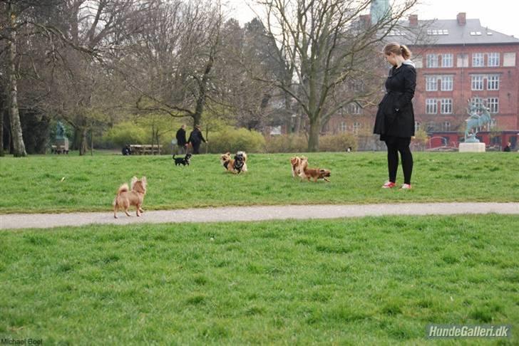 Hans Tavsens park den 12/4-08 billede 2