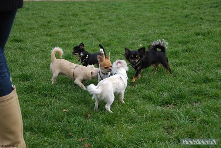 Hans Tavsens park den 12/4-08 billede 3