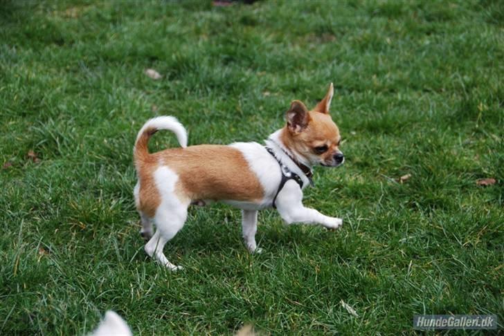 Hans Tavsens park den 12/4-08 - Camilla`s Milo billede 4