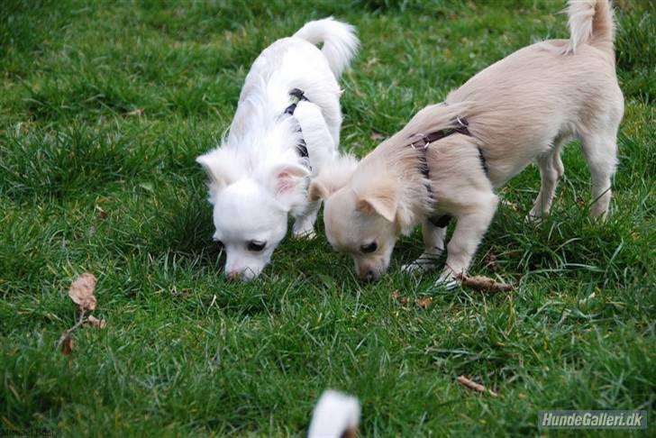 Hans Tavsens park den 12/4-08 - Nina`s Pinky og Mojo. billede 5