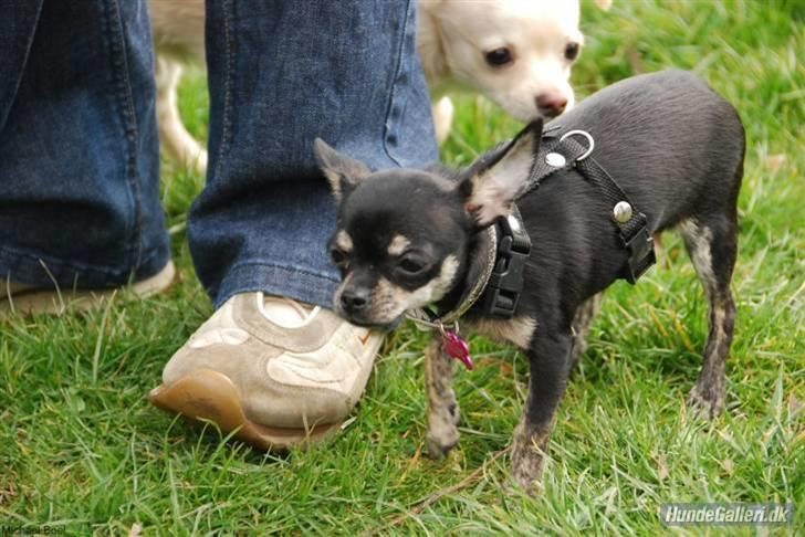 Hans Tavsens park den 12/4-08 - Cloe billede 6