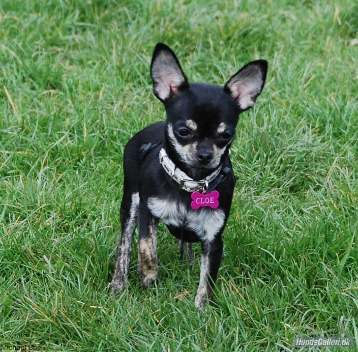 Hans Tavsens park den 12/4-08 - Cloe billede 7