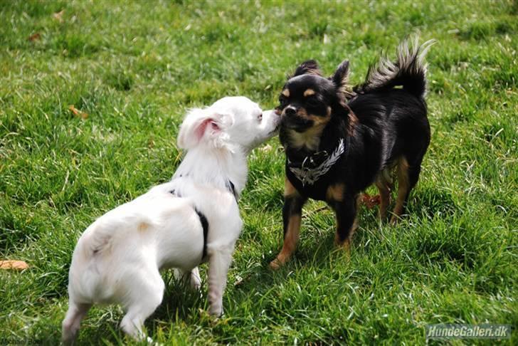 Hans Tavsens park den 12/4-08 - Pinky og Bella billede 8