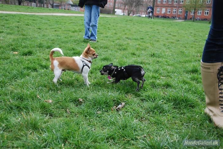 Hans Tavsens park den 12/4-08 - Milo og Cloe billede 9