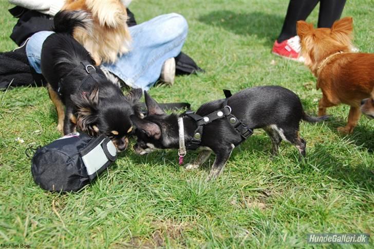 Hans Tavsens park den 12/4-08 - Det dufter altså rigtig godt.
Bella og Cloe billede 12