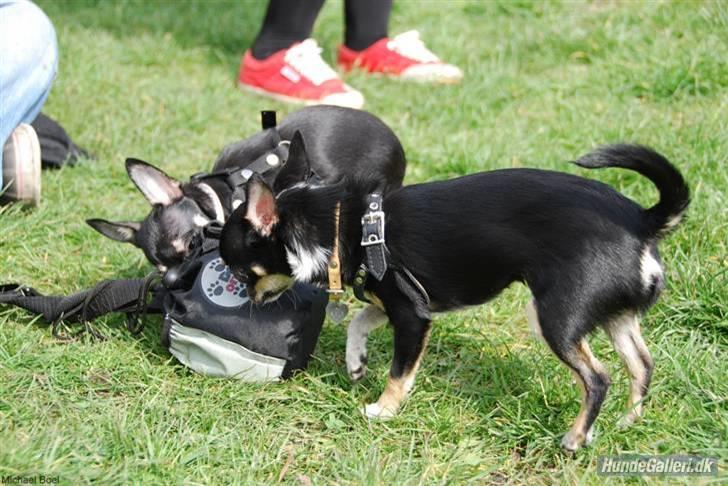 Hans Tavsens park den 12/4-08 - Måske kan vi lige få snuden ned i....
Cloe og Nala billede 13