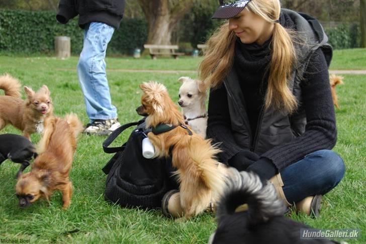 Hans Tavsens park den 12/4-08 - Til venstre Stine`s Gubbi og Gajah. Midten Michael`s Ricko. Nina og Mojo til højre. billede 14
