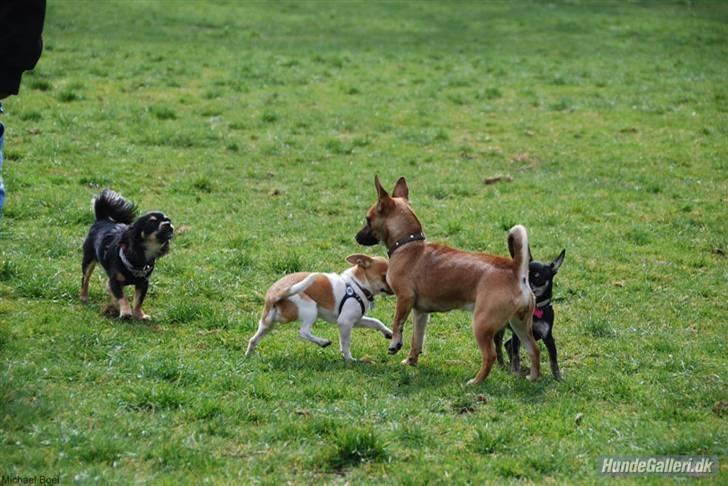 Hans Tavsens park den 12/4-08 - Hejsa hvem er du? billede 15