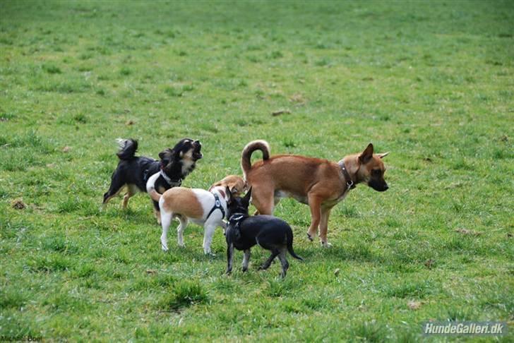 Hans Tavsens park den 12/4-08 billede 16