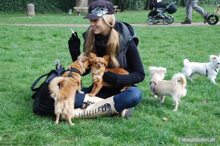 Hans Tavsens park den 12/4-08 - Nina med Peoney.
Michael`s Ricko er meget interesseret i Peoney :-)
 billede 17