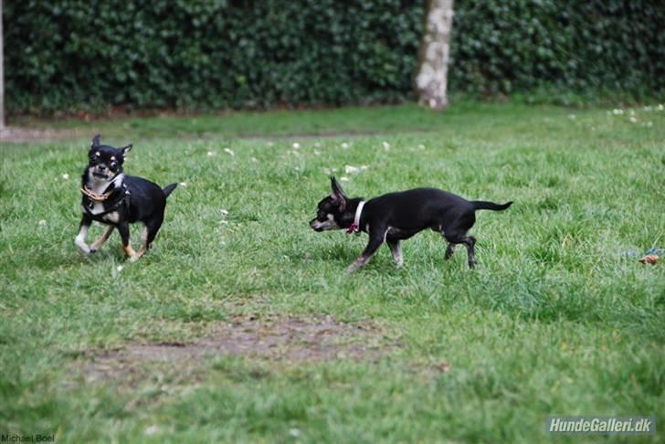 Hans Tavsens park den 12/4-08 - Nala og Cloe billede 18