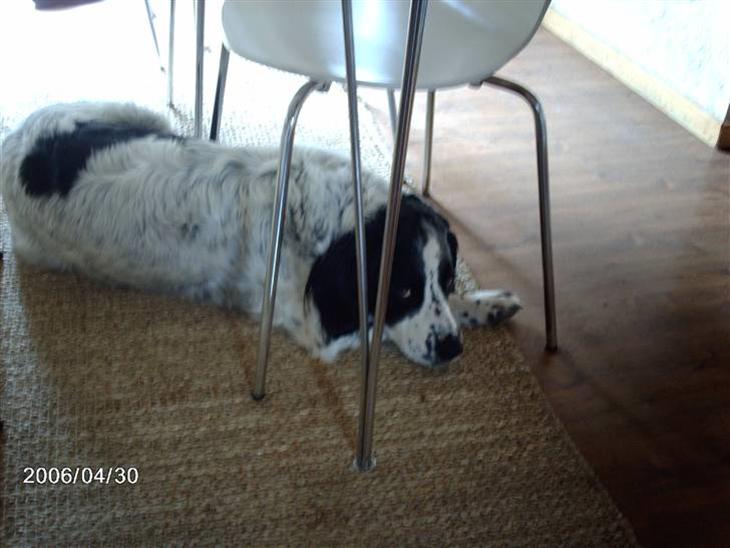 {{currentPhoto.altText}} billede {{currentPhoto.number}}