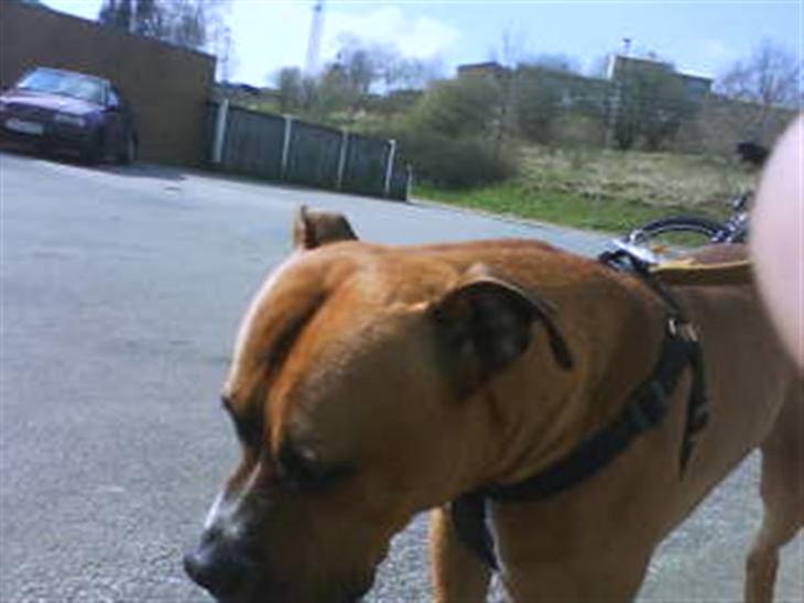 {{currentPhoto.altText}} billede {{currentPhoto.number}}