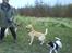 Hundeskov, Kalundborg - Amerikansk Bulldog: Caine
Gul Labrador: Lasse
Dansk/Svensk Gårdhund: Trine
De venter på han han skal kaste en pind de kan løbe efter...