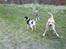 Hundeskov, Kalundborg - Amerikansk Bulldog: Caine
Dansk/Svensk Gårdhund: Trine
Gul Labrador: Lasse