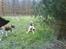 Hundeskov, Kalundborg - Amerikansk Bulldog: Caine
Gul Labrador: Lasse