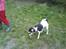 Hundeskov, Kalundborg - Dansk/Svensk Gårdhund: Trine