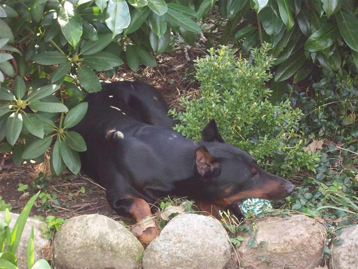 Boss til 90 års fødselsdag - Pyha, solen varmer allerede dejligt min sorte pels, jeg snupper lige en "køler" herinde i skyggen. lige om lidt er jeg klar igen bare rolig venner. billede 8