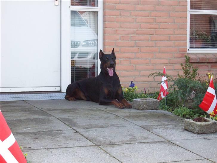 Boss til 90 års fødselsdag - Øv hvor kedeligt, jeg lægger mig lige herude ved fordøren og venter, hjemmeplejen kommer nok så kan jeg lige vise dem ind..... jeg er jo godt kendt herinde trods alt hæhæ. billede 10