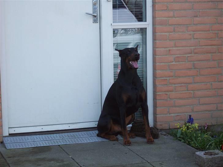 Boss til 90 års fødselsdag - Der går da godtnok noget tid inden de kommer i dag. nå, men jeg pynter jo alligevel. billede 11