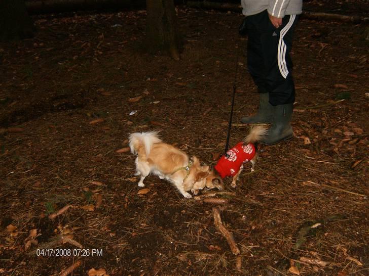 Mine kære små hunde :o)  billede 12