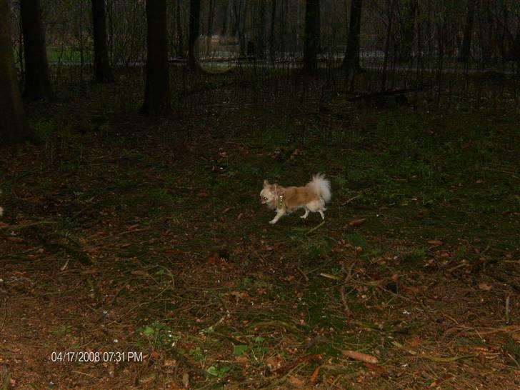 Mine kære små hunde :o)  billede 14