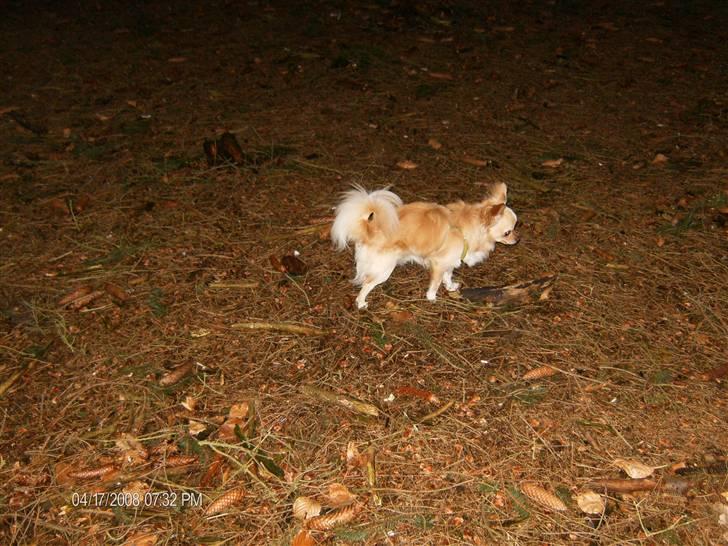 Mine kære små hunde :o)  billede 15