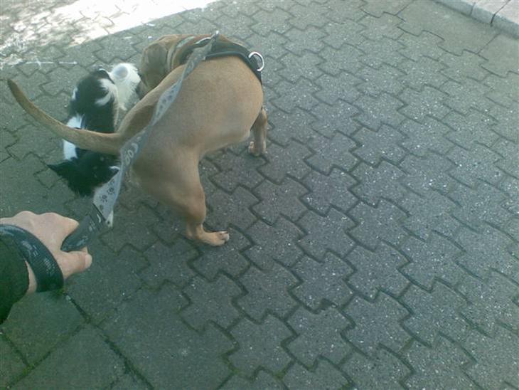 {{currentPhoto.altText}} billede {{currentPhoto.number}}