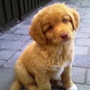 Sigurd, min glade ven