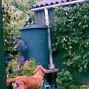 Sigurd, min glade ven