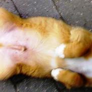 Sigurd, min glade ven