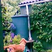 Sigurd, min glade ven